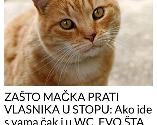 ZAŠTO MAČKA PRATI VLASNIKA U STOPU: Ako ide s vama čak i u WC, EVO ŠTA VAM PORUČUJUE