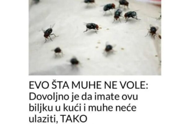 EVO ŠTA MUHE NE VOLE: Dovoljno Je Da Imate Ovu Biljku U Kući I Muhe Neće Ulaziti, TAKO JEDNOSTAVNO