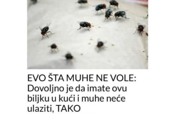 EVO ŠTA MUHE NE VOLE: Dovoljno Je Da Imate Ovu Biljku U Kući I Muhe Neće Ulaziti, TAKO JEDNOSTAVNO