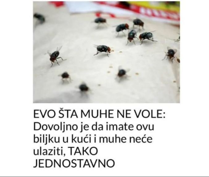 EVO ŠTA MUHE NE VOLE: Dovoljno Je Da Imate Ovu Biljku U Kući I Muhe Neće Ulaziti, TAKO JEDNOSTAVNO