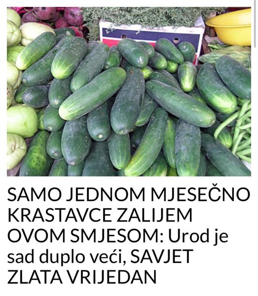 SAMO JEDNOM MJESEČNO KRASTAVCE ZALIJEM OVOM SMJESOM: Urod je sad duplo veći, SAVJET ZLATA VRIJEDAN