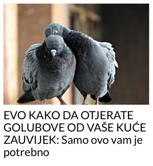 EVO KAKO DA OTJERATE GOLUBOVE OD VAŠE KUĆE ZAUVIJEK: Samo ovo vam je potrebno