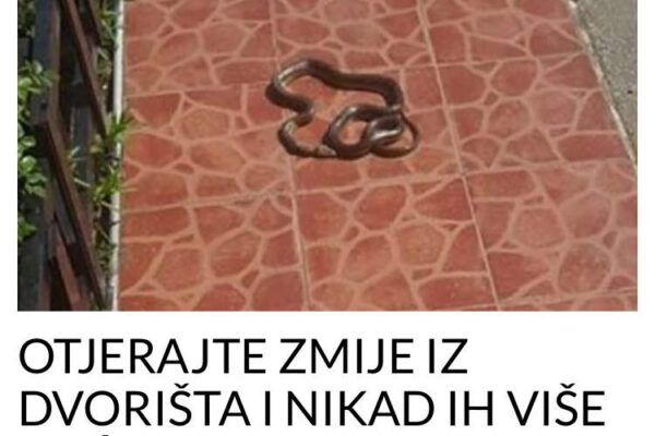 OTJERAJTE ZMIJE IZ DVORIŠTA I NIKAD IH VIŠE NEĆETE VIDJETI U BLIZINI: Treba vam samo ovaj začin