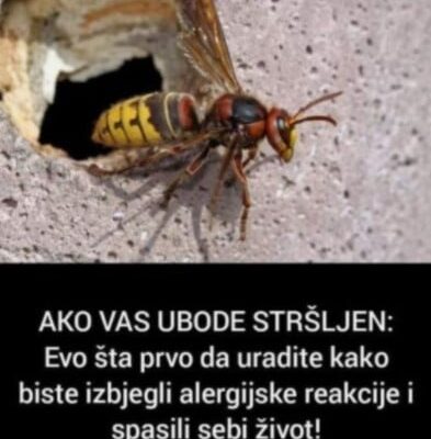 AKO VAS UBODE STRŠLJEN: Evo šta prvo da uradite kako biste izbjegli alergijske reakcije i spasili sebi život!