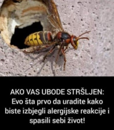 AKO VAS UBODE STRŠLJEN: Evo šta prvo da uradite kako biste izbjegli alergijske reakcije i spasili sebi život!