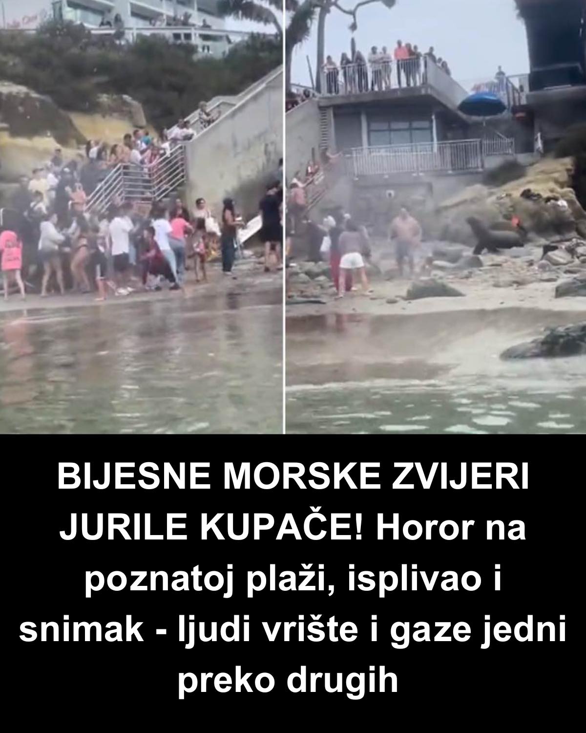 BIJESNE MORSKE ZVIJERI JURILE KUPAČE! Horor na poznatoj plaži, isplivao i snimak – ljudi vrište i gaze jedni preko drugih