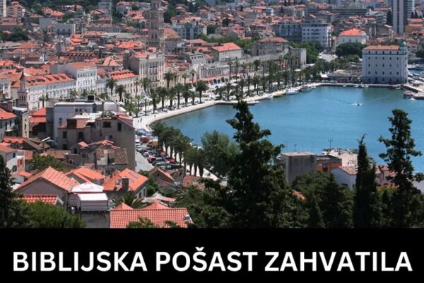 BIBLIJSKA POŠAST ZAHVATILA SPLIT I OMIŠ: ‘Ogromni su, ne možeš ući u zgradu koliko ih je, ulaze nam i u auta! (FOTO)