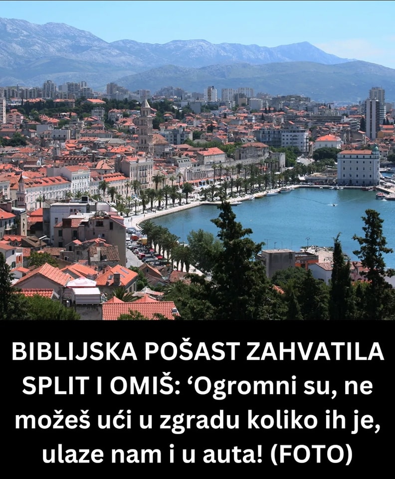 BIBLIJSKA POŠAST ZAHVATILA SPLIT I OMIŠ: ‘Ogromni su, ne možeš ući u zgradu koliko ih je, ulaze nam i u auta! (FOTO)