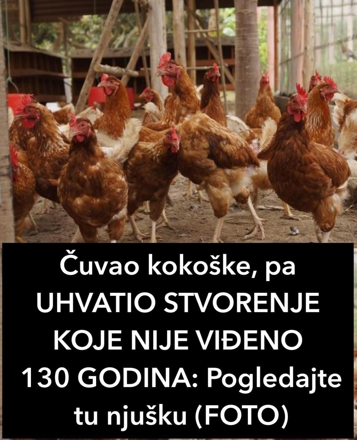 Čuvao kokoške, pa UHVATIO STVORENJE KOJE NIJE VIĐENO 130 GODINA: Pogledajte tu njušku