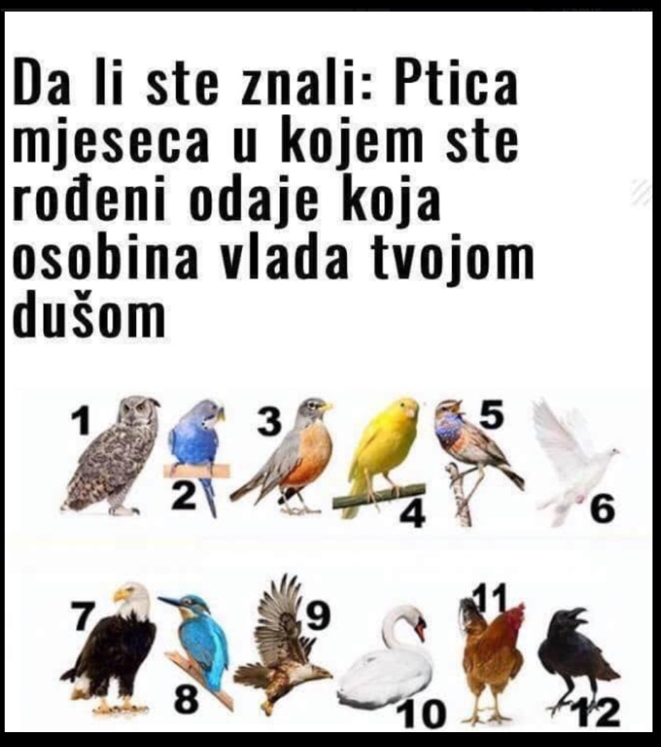 PTICA MJESECA U KOJEM STE ROĐENI OTKRIVA NEŠTO BITNO O VAMA: Izaberite broj i otkrijte KAKVI STE ZAISTA U DUŠI!