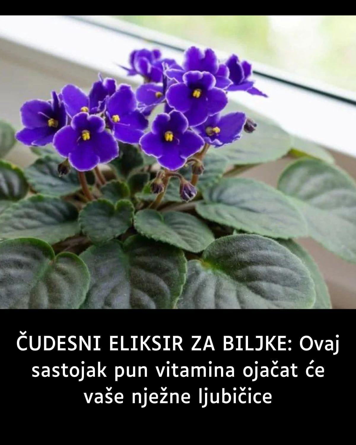 ČUDESNI ELIKSIR ZA BILJKE: Ovaj sastojak pun vitamina ojačat će vaše nježne ljubičice