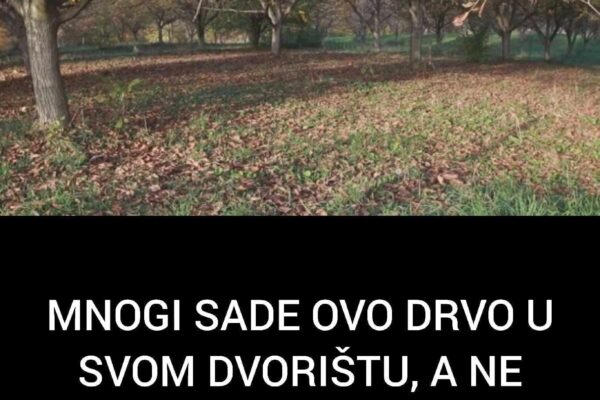 MNOGI SADE OVO DRVO U SVOM DVORIŠTU, A NE ZNAJU KOLIKO JE OTROVNO: Postoj i BIZARNO vjerovanje