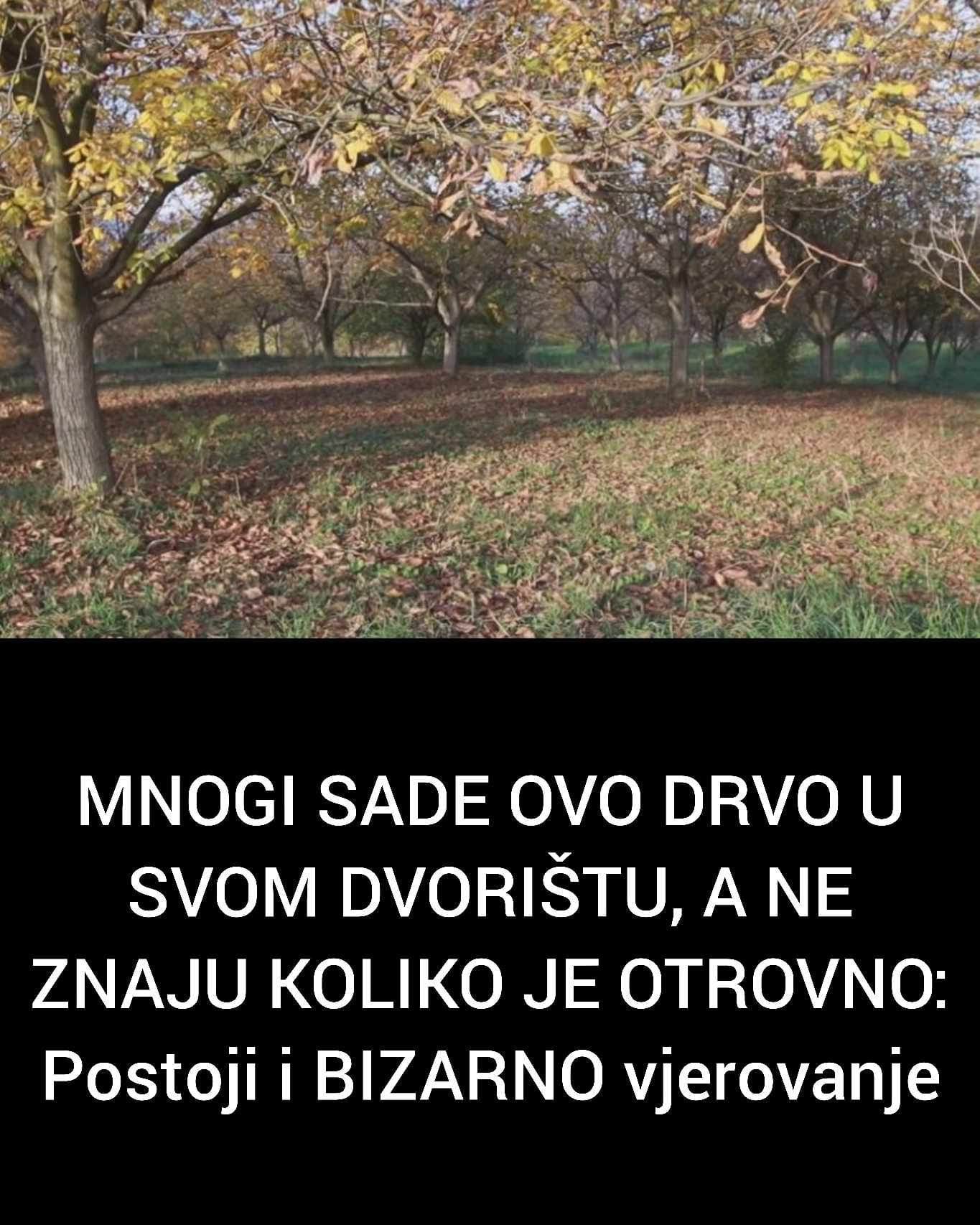 MNOGI SADE OVO DRVO U SVOM DVORIŠTU, A NE ZNAJU KOLIKO JE OTROVNO: Postoj i BIZARNO vjerovanje