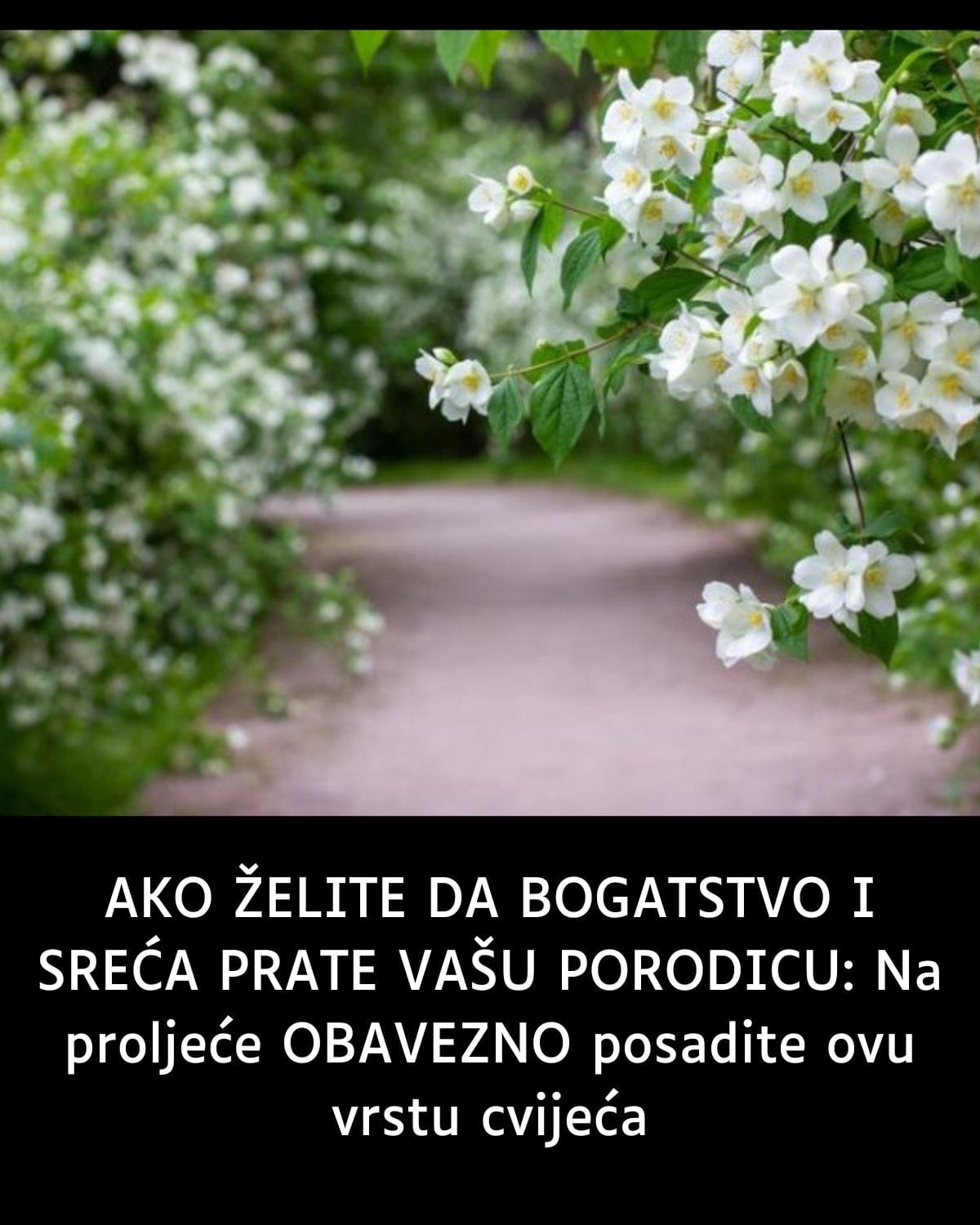 AKO ŽELITE DA BOGATSTVO I SREĆA PRATE VAŠU PORODICU: Na proljeće OBAVEZNO posadite ovu vrstu cvijeća