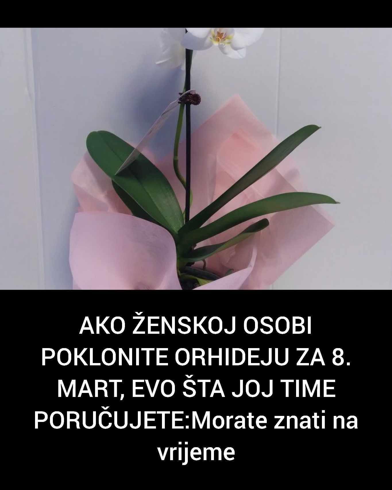 AKO ŽENSKOJ OSOBI POKLONITE ORHIDEJU ZA 8. MART, EVO ŠTA JOJ TIME PORUČUJETE:Morate znati na vrijeme