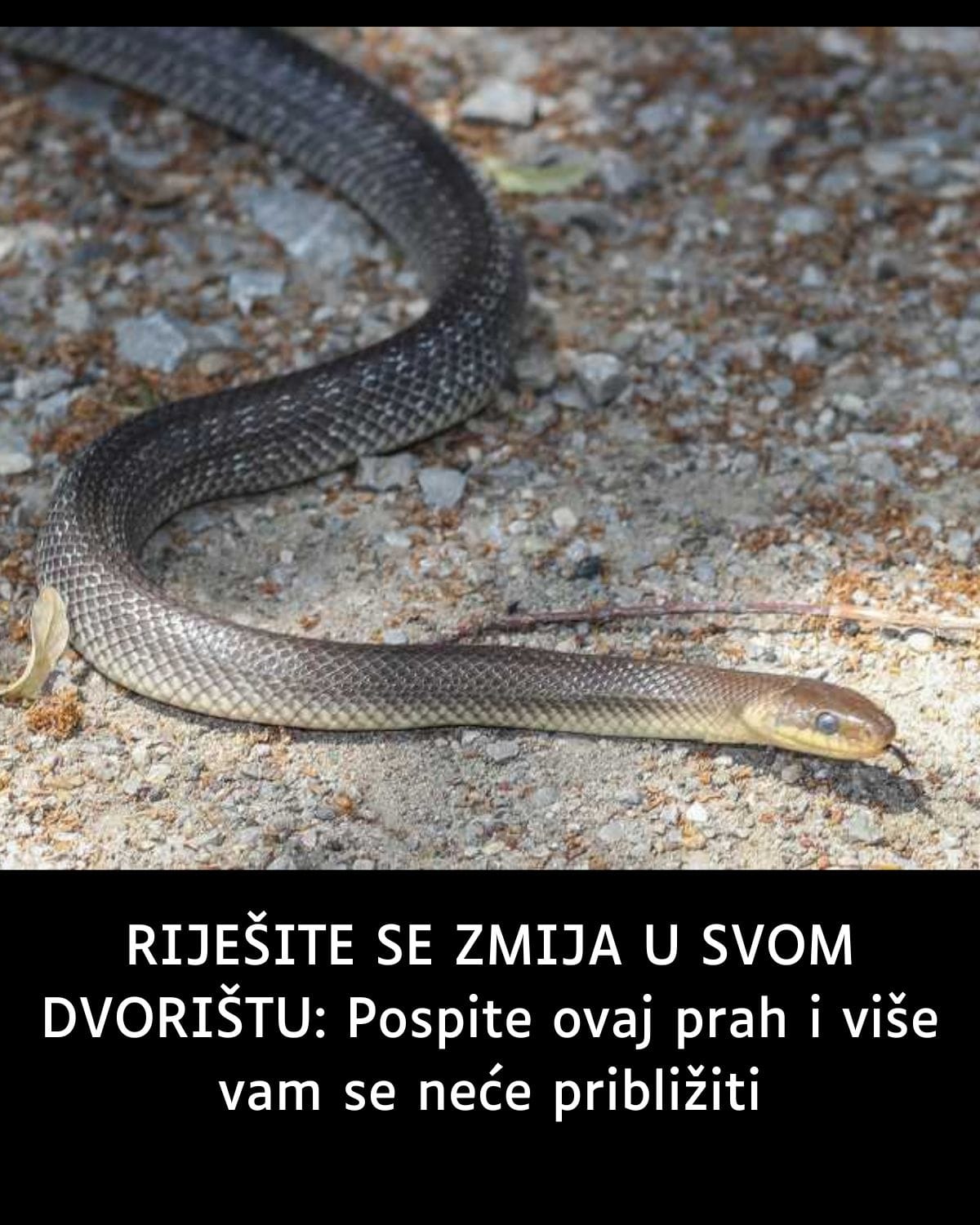 RIJEŠITE SE ZMIJA U SVOM DVORIŠTU: Pospite ovaj prah i više vam se neće približiti