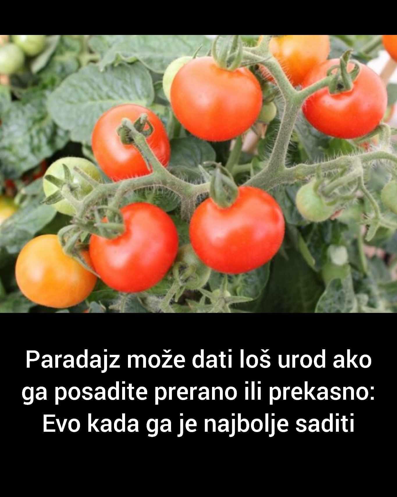 Paradajz može dati loš urod ako ga posadite prerano ili prekasno: Evo kada ga je najbolje saditi