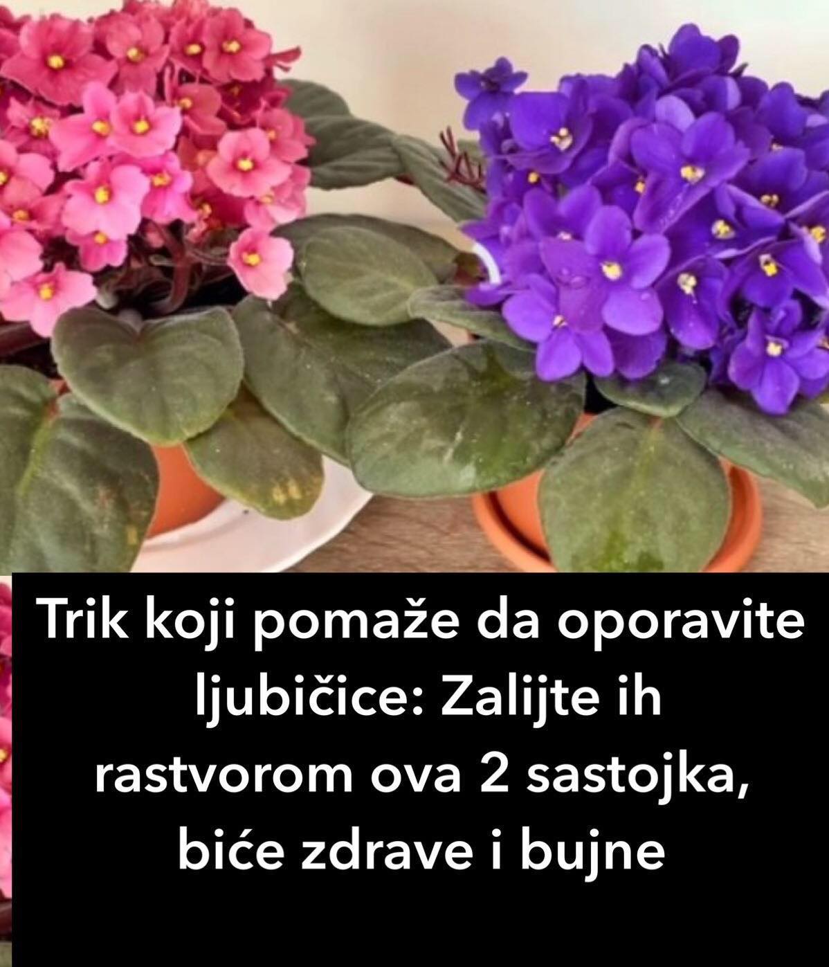 Trik koji pomaže da oporavite ljubičice: Zalijte ih rastvorom ova 2 sastojka, biće zdrave i bujne