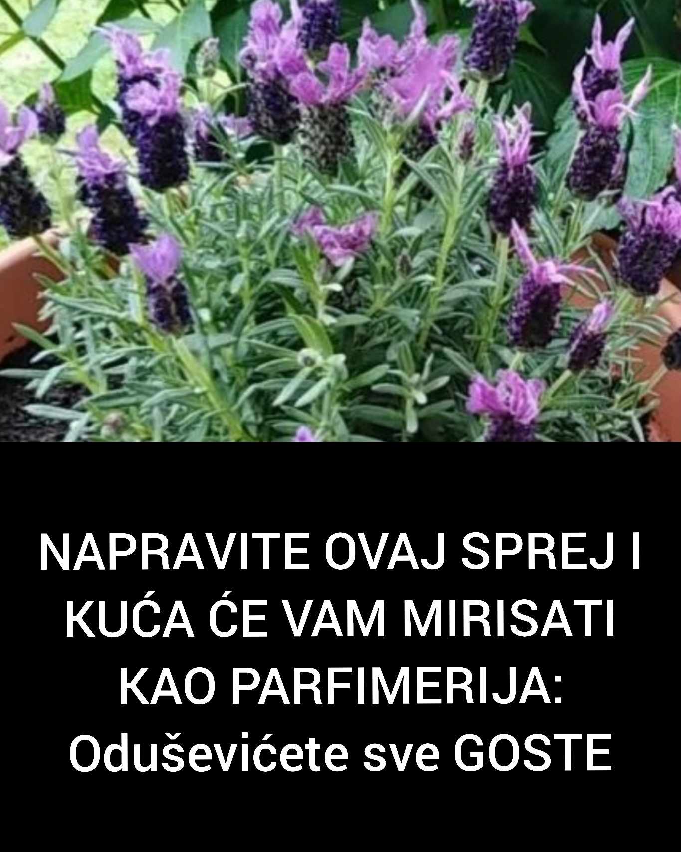 NAPRAVITE OVAJ SPREJ I KUĆA ĆE VAM MIRISATI KAO PARFIMERIJA: Oduševićete sve GOSTE